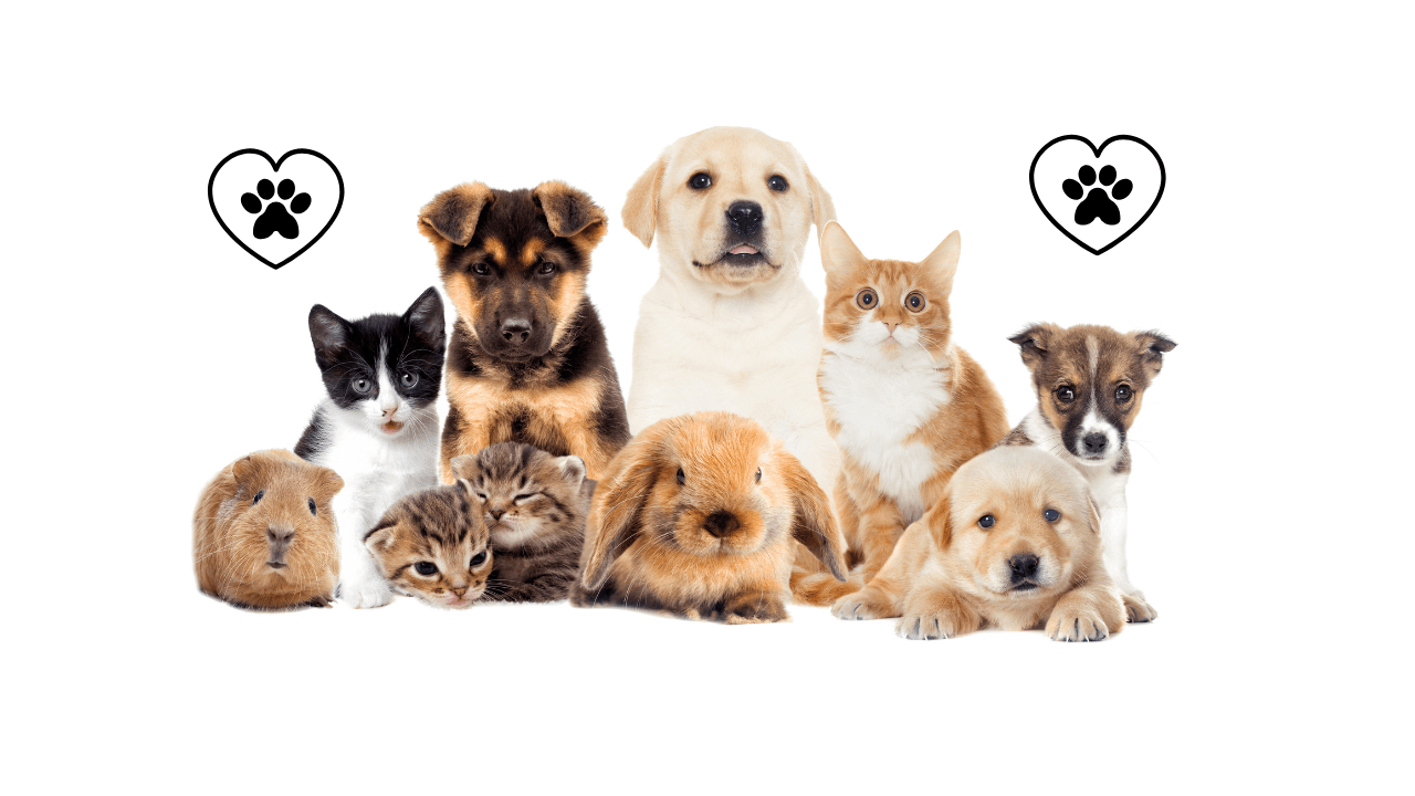 Czy Twój Pupil Jest Naprawdę Szczęśliwy? Oznaki, Które Mogą Cię Zaskoczyć